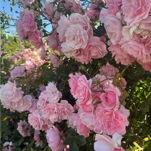 Meet your Posher, Chadapon